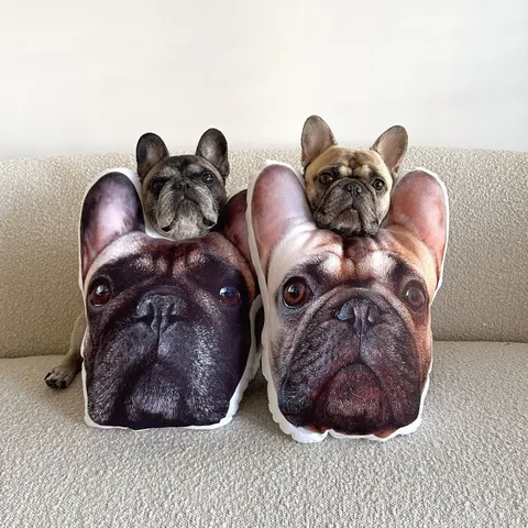 Two French Bulldogs peeking out behind matching custom face pillows